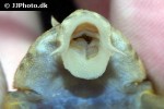 ancistomus species l147 ancistomus species l147