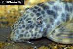 ancistomus species l147 ancistomus species l147