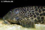 ancistomus species l147 ancistomus species l147