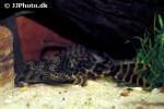 ancistomus species l147 ancistomus species l147
