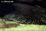 ancistomus species l147 ancistomus species l147