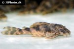 ancistomus species l147 ancistomus species l147
