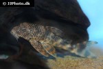 ancistomus species l147 ancistomus species l147