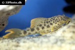 ancistomus species l163 ancistomus species l163