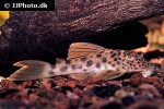 ancistomus species l163 ancistomus species l163