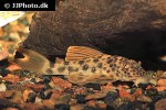 ancistomus species l163 ancistomus species l163