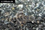 ancistomus species l208 ancistomus species l208