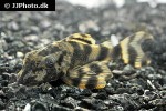 ancistomus species l208 ancistomus species l208