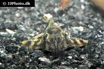ancistomus species l208 ancistomus species l208