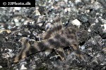 ancistomus species l208 ancistomus species l208