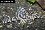 ancistomus species l210 ancistomus species l210