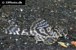 ancistomus species l210 ancistomus species l210