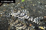 ancistomus species l210 ancistomus species l210