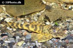 ancistomus species l387 ancistomus species l387
