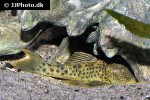 ancistomus spilomma ancistomus spilomma