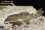 ancistomus spilomma ancistomus spilomma