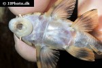 peckoltia braueri peckoltia braueri