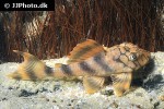 peckoltia braueri peckoltia braueri