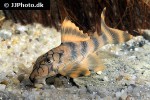 peckoltia braueri peckoltia braueri