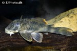 peckoltia braueri peckoltia braueri