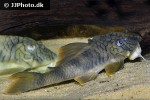 peckoltia braueri peckoltia braueri