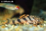 peckoltia braueri peckoltia braueri