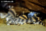 peckoltia braueri peckoltia braueri