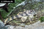 peckoltia braueri peckoltia braueri
