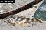 peckoltia braueri peckoltia braueri