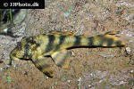 peckoltia braueri peckoltia braueri