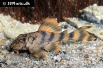 peckoltia braueri peckoltia braueri