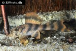 peckoltia braueri peckoltia braueri