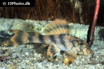 peckoltia braueri peckoltia braueri