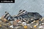 peckoltia brevis peckoltia brevis