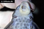 peckoltia brevis peckoltia brevis