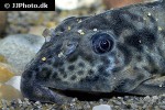 peckoltia brevis peckoltia brevis
