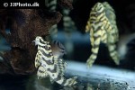 peckoltia compta peckoltia compta