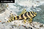 peckoltia compta peckoltia compta