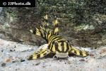 peckoltia compta peckoltia compta
