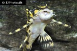 peckoltia compta peckoltia compta