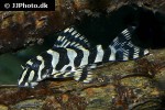 peckoltia compta peckoltia compta