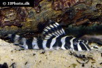 peckoltia compta peckoltia compta