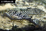 peckoltia compta peckoltia compta
