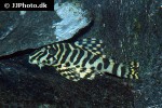 peckoltia compta peckoltia compta