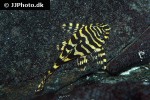 peckoltia compta peckoltia compta