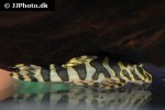 peckoltia compta peckoltia compta
