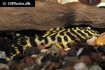 peckoltia compta peckoltia compta
