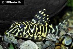 peckoltia compta peckoltia compta