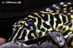 peckoltia compta peckoltia compta