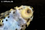 peckoltia compta peckoltia compta